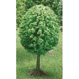 ARBOL PEQUEO HO/00 UNIDAD BUSCH