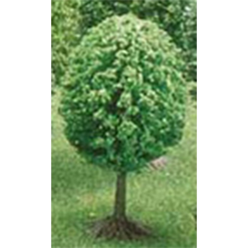 ARBOL PEQUEO HO/00 UNIDAD BUSCH
