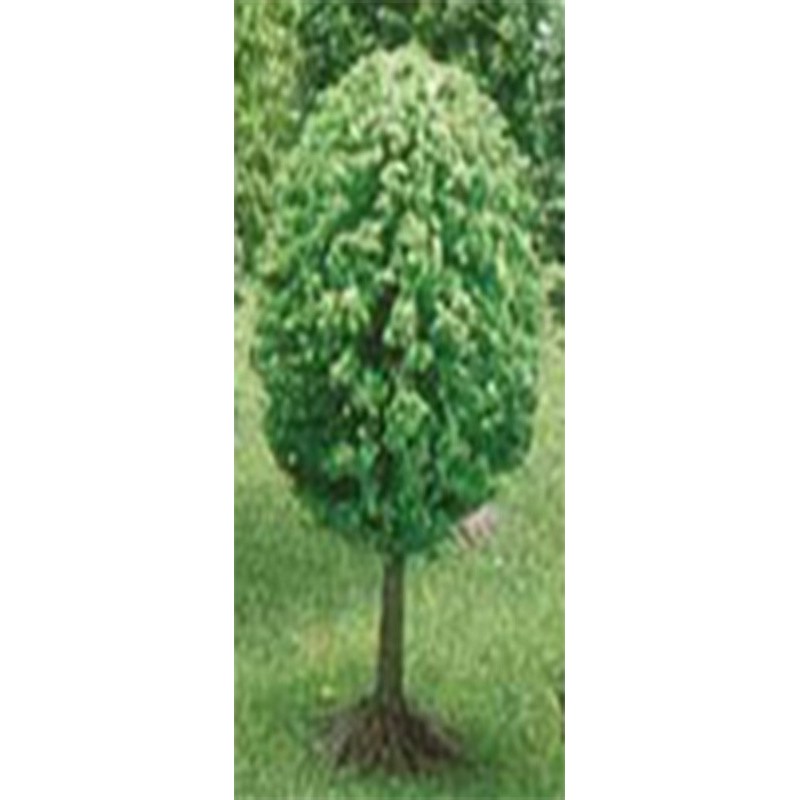 ARBOL GRANDE HO/00 BUSCH UNIDAD
